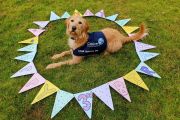 Luna bunting laying 3_Magda Pascoe